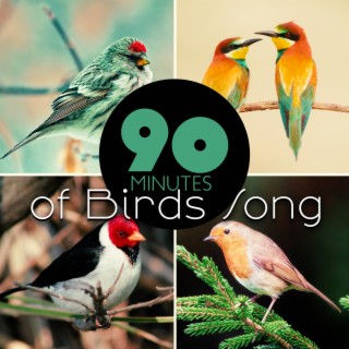 90 Minutes of Birds Song