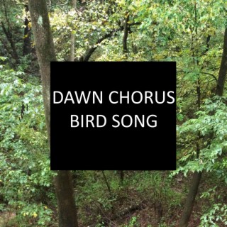 Dawn Chorus Bird Song