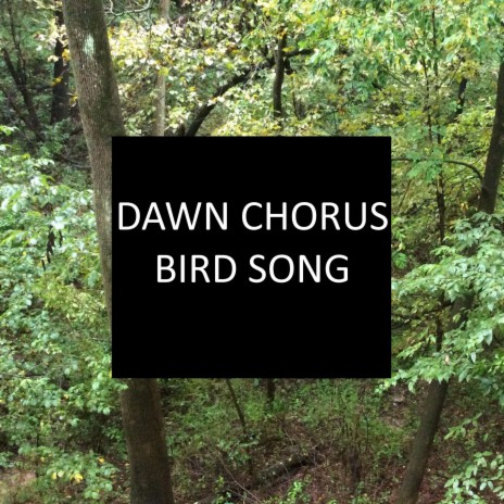 Dawn Chorus Bird Song, Pt. 7