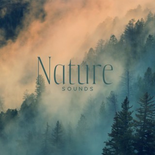 Nature Sounds – Ease Your Mind With Forest And Jungle Sounds