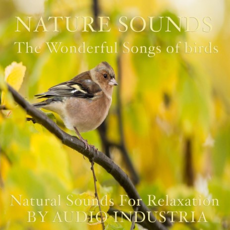 Natural Sounds Bird Song for relaxation stress relief calm healing nature