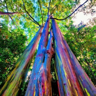 Rainbow Eucalyptus