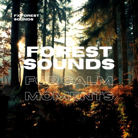 Woodland Bird Sound | Boomplay Music