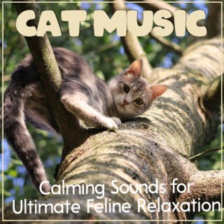 Cat Music: Calming Sounds for Ultimate Feline Relaxation