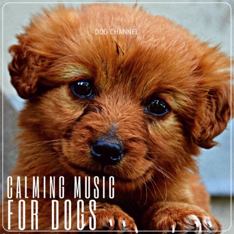 Amazing Song for Relaxing Dog | Boomplay Music