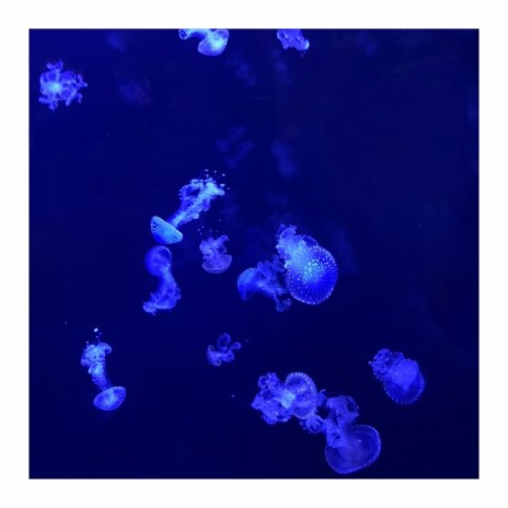 Jellyfish Dreams | Boomplay Music