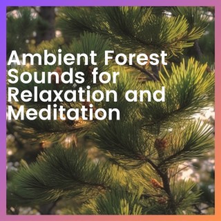 Ambient Forest Sounds for Relaxation and Meditation