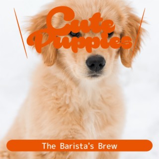 The Barista's Brew