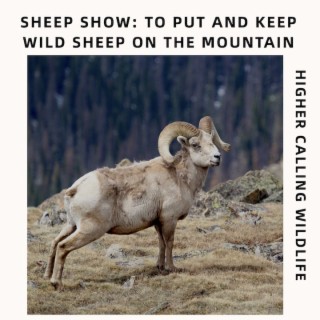 Sheep Show: To Put And Keep Wild Sheep On The Mountain
