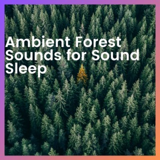 Ambient Forest Sounds for Sound Sleep