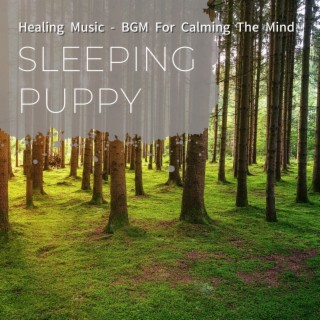 Healing Music-Bgm for Calming the Mind