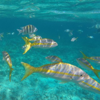 underwater love story