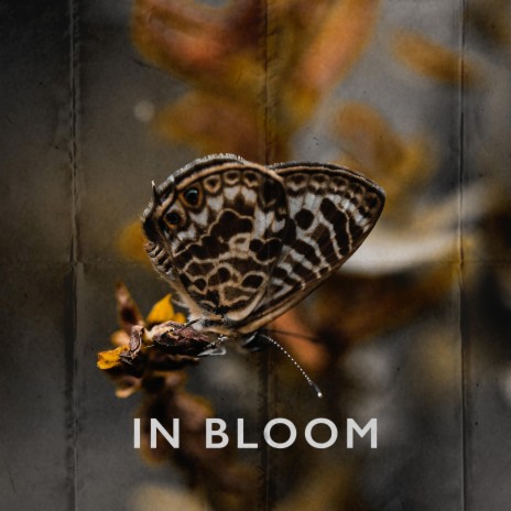 In Bloom | Boomplay Music