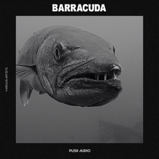 Barracuda