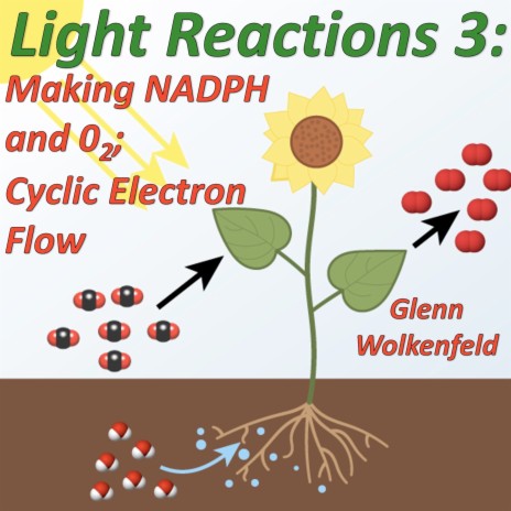 Light Reactions 3: Making Nadph and O2; Cyclic Electron Flow
