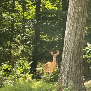 tree songs