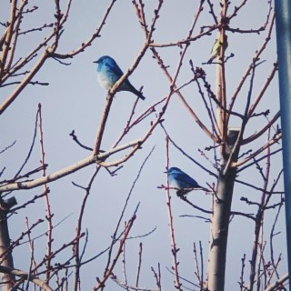 Blue Bird