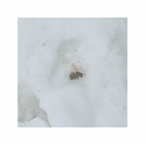 Bee in the Snow ft. Fin Nicol-Taylor | Boomplay Music