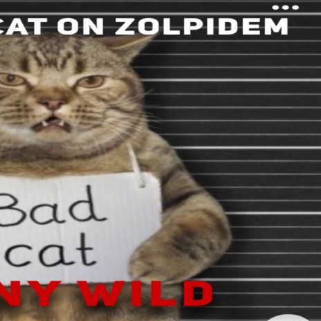 Cat on zolpidem | Boomplay Music
