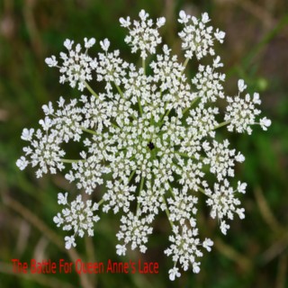 The Battle For Queen Annes Lace