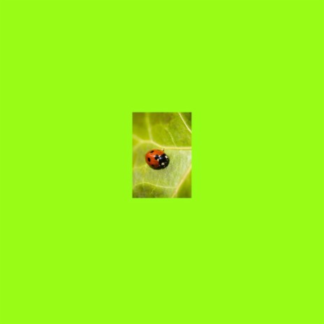 Ladybug | Boomplay Music