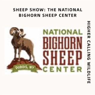 Sheep Show: A Look At The National Bighorn Sheep Center