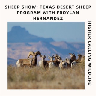 Sheep Show: Texas Desert Bighorn Sheep