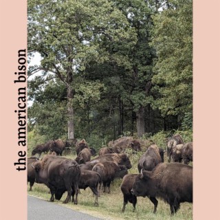 the american bison