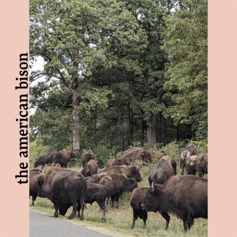 the american bison