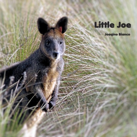 Little Joe | Boomplay Music