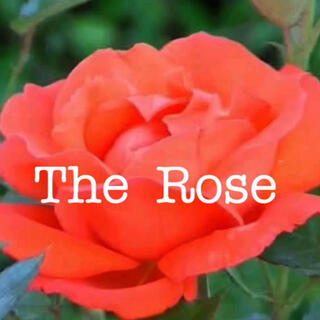 The Rose