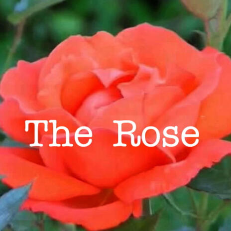 The Rose