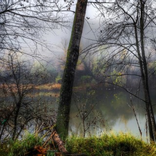 Forest sounds, rain, river, meditation.