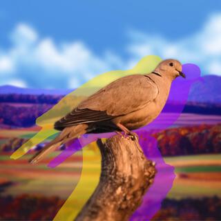 Mourning Dove lyrics | Boomplay Music