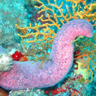 sea cucumber