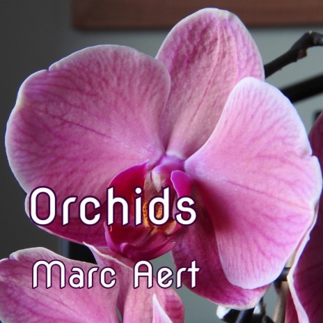 Orchids | Boomplay Music