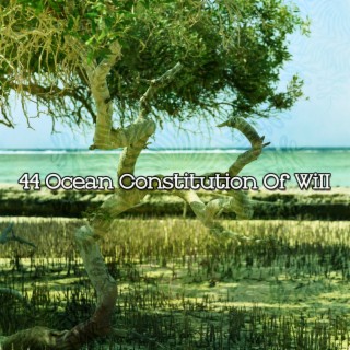 44 Ocean Constitution Of Will