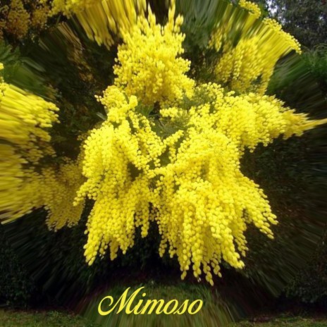Mimoso