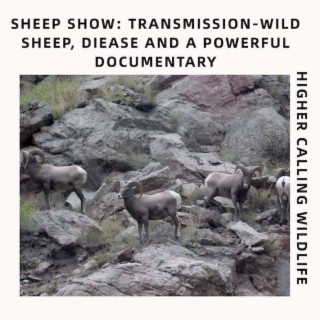 Sheep Show: Transmission-Wild Sheep, Disease and a Powerful Documentary