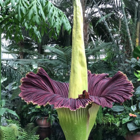 Titan Arum | Boomplay Music