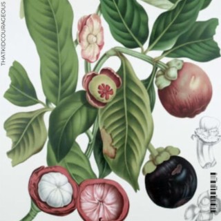 Mangosteen