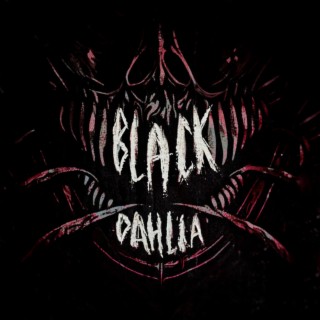 Black Dahlia