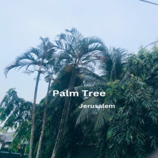 Palm Tree