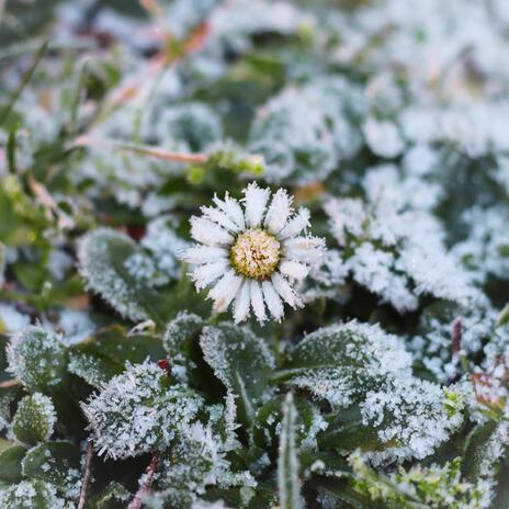 Frozen Hands