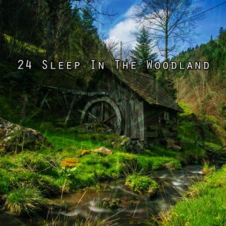 24 Sleep In The Woodland