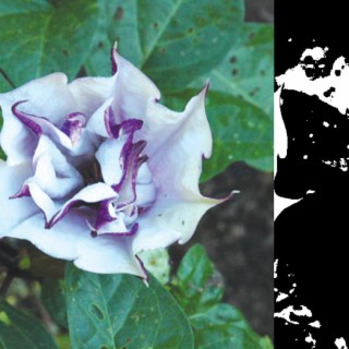 datura