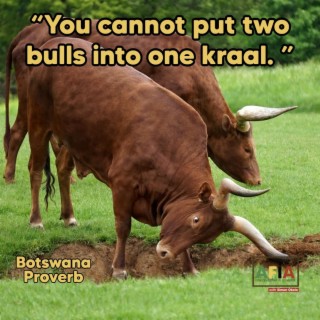 You cannot put two bulls into one kraal | AFIAPodcast