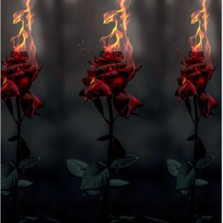 Burned roses