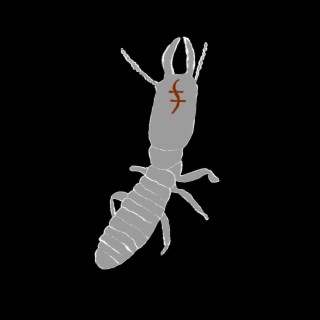 Termite