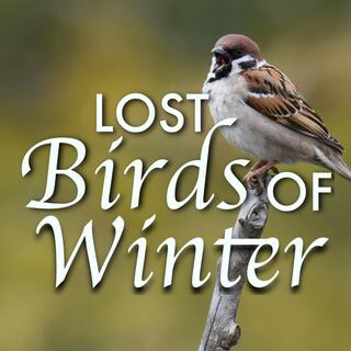 Loat Birds of Winter